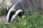 Badger At The British Wildlife Centre Stock Photo