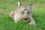 Baby White Tiger Stock Photo