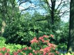 Rhododendron-flowers In The Park Stock Photo