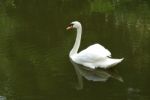 Mute Swan On A Lake Stock Photo