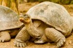 Giant Turtles In Galapagos Islands Stock Photo