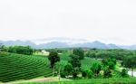 Tea Plantation Of Nature Stock Photo