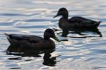 Background With A Pair Of Mallards Swimming Stock Photo