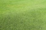 Green Grass Background Stock Photo