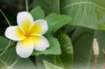 White Anf Yellow Flower Plumeria Or Frangipani With Fresh Coccin Stock Photo