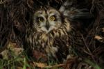 Short Eared Owl Stock Photo