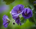 Geranium Or Cranesbill Stock Photo