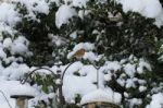 Robin In The Snow Stock Photo