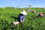 Dalat, Vietnam, June 30, 2016: A Group Of Farmers Picking Tea On A Summer Afternoon In Cau Dat Tea Plantation, Da Lat, Vietnam Stock Photo