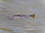 Isolated Image Of A Turtle Swimming In Lake Stock Photo