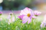 Cosmos In Garden With Sunlight Stock Photo