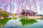 Gyeongbokgung Palace With Cherry Blossom In Spring,south Korea Stock Photo