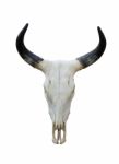 Buffalo Skull Stock Photo