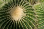 Golden Barrel Cactus (echinocactus Grusonii Stock Photo