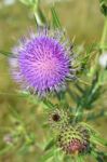 Thistle Stock Photo