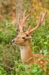 Male Sika Deer Stock Photo