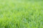 Green Grass Background Stock Photo