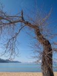 Landscape Of Lake Tahoe Stock Photo