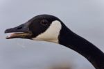 Background With A Funny Canada Goose Screaming Stock Photo