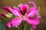 Purple Bauhinia Flower Stock Photo