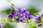 White-banded Digger Bee (amegilla Quadrifasciata) Stock Photo