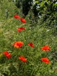 Poppies Flowering In Ronda Spain Stock Photo