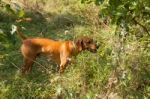 Serbian Hound Dog Stock Photo