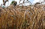 Wheat Field Stock Photo