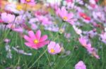 Pink Flower Field Stock Photo