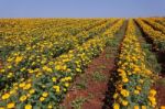 Marigold Flower Meadow In Blue Sky Stock Photo