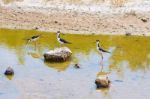 Black Necked Stilts On Santa Cruz Island In Galapagos Stock Photo