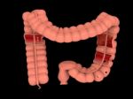 Digestive Organ Isolated Stock Photo