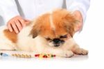 Veterinary Concept Stock Photo