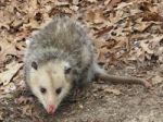 Possum Stock Photo