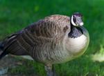 Image Of A Funny Canada Goose On A Field Stock Photo