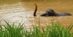 Thai Elephant Stock Photo