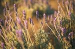 Beautiful Deep Purple Lavender Plants In Nature Stock Photo