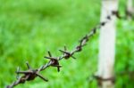 Barbed Wire Against Green Background Stock Photo