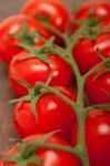 Fresh Cherry Tomatoes On A Cluster Stock Photo