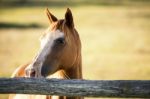 Horse In The Countryside Stock Photo