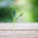 Growing Plants On Wooden Table Stock Photo