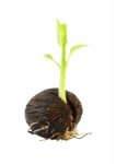 Young Othalanga Sprout Seed And Leaf On White Background Stock Photo