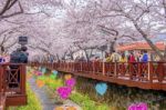 Jinhae,korea - April 4 : Jinhae Gunhangje Festival Is The Largest Cherry Blossom Festival In Korea.tourists Taking Photos Of The Beautiful Scenery Around Jinhae,korea On April 4,2015 Stock Photo