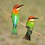 Chestnut-headed Bee-eater Stock Photo