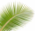 Coconut Leaf Isolated On White Background Stock Photo