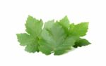 Grape Leaf Isolated On The White Background Stock Photo