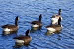 Five Geese Convoy Stock Photo