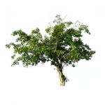 Tree Isolated Stock Photo