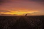 Cotton Field In Oakey, Queensland Stock Photo