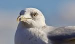 Beautiful Isolated Photo Of A Gull And A Sky Stock Photo